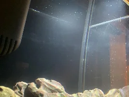 Help! White particles on top of water, cycling new tank