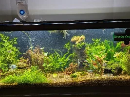 My Dream Aquarium- 55 Gallon - Plans