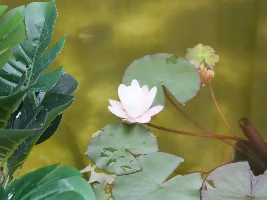 Water lily blooming...