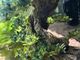 New Tank/Cyanobacteria/Old Tank Leaking Conundrum