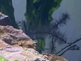 Aquarium plant ID