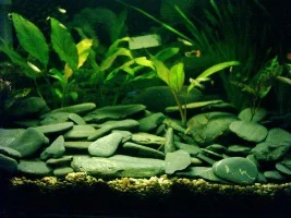 my tanks