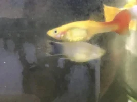 Going on holiday soon, fish pooping white.