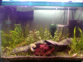 My aquarium