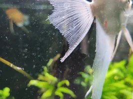 Rummynose tetra not lost colour for week and has yellowish around it's head