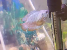 Dwarf gourami ate all floater plants