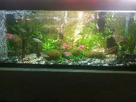 My 100 gallon aquarium aquascape eco-system with nano-stomus and hemi-stomus fish.