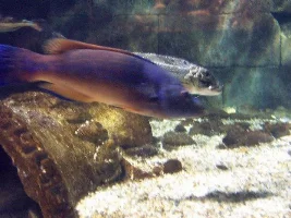 Pics from London Aquarium