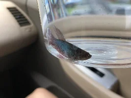 Please help with my betta fish