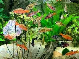 Show me your Fish!