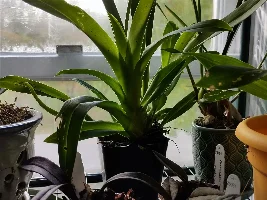 Starting to collect house plants!