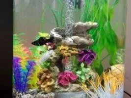 New to Fish Cycling- Please Help