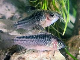 Cories, lots of cories.