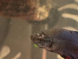 White Spots on Bettas head
