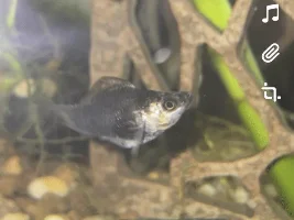 molly disease, help pls !