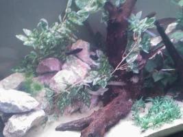 My Upgraded Tank Pictures