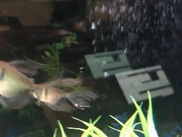 Red line on Black Skirt Tetra