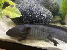 New Project: Axolotls!