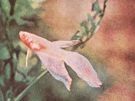Albino cherry barbs