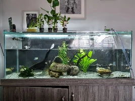 Low tech plants