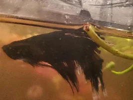 Butterfly Betta looking rough ?
