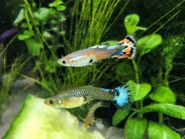 Swords and guppy babies