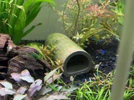 Bristlenose Fry Progress