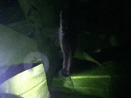 Breeding otos