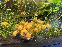 URGENT: A bunch of Free Golden Mystery Snails