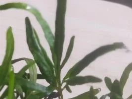 Extremely tiny "Java fern"