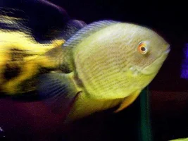 post your oscar or severum