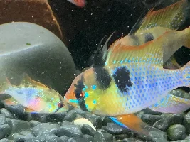 Sexing German Blue Rams