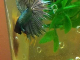 I Just Got A New Crown Tail.  What Do You Guys Think About Him..