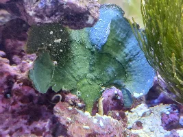 Dipping Into The Salty Side