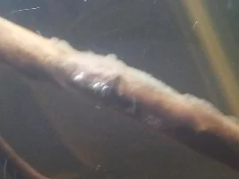 Is this a type of algae???