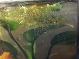 2.5 Gallon Scud Jar