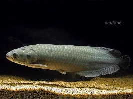 One fish you really want but you dont have.