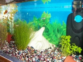 Couple of Pics of my 10 Gal