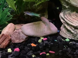 Guppy started dying overnight…