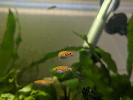 New fish dying within hours/days
