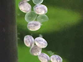 Breeding Farlowella catfish tips