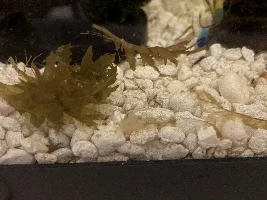 Shrimp dead or molting?!?!