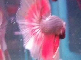 Anyone Heard From Devon_charm?