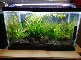 Corner of kitchen tank setup getting close to done.