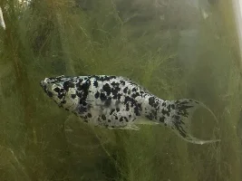 Worried about my potentially pregnant molly!