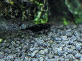 Black shrimp, how on earth????