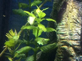 Plant ID