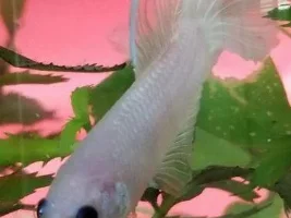 Hello! New member, and new little betta fish! - Could someone help me identify his exact type?