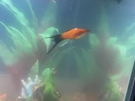 Possible clamped fins??