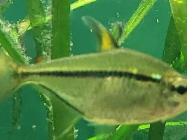 Id needed